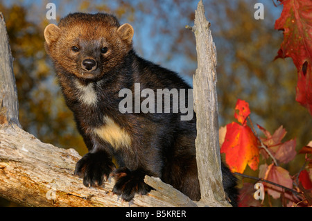 Staring North American Marten or Fisher on a tree stump in the Fall showing white chest markings Pekania pennanti Minnesota USA Stock Photo