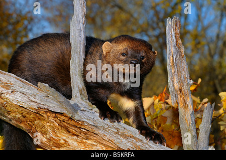 Staring North American Marten or Fisher climbing down a tree stump in the Fall showing white chest markings Pekania pennanti Minnesota USA Stock Photo