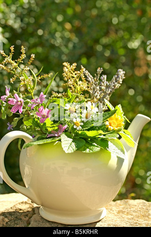 Medicinal plants. Lavender, Lemon balm, Chamomile, Common mallow, Lemon verbena, Marigolds. Stock Photo