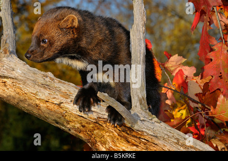 Fisher or North American Marten climbing on a dead tree stump with red leaves in the Fall Pekania pennanti Minnesota USA Stock Photo