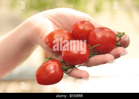 Woman Holding Plum Tomatoes Model Released Stock Photo