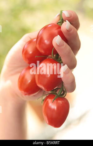 Woman Holding Plum Tomatoes Model Released Stock Photo
