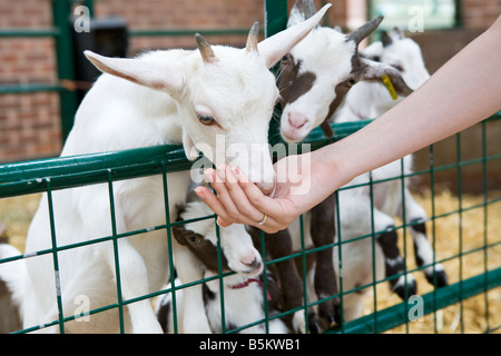 A baby lamb and a baby goat being fed by hand on a farm Stock Photo