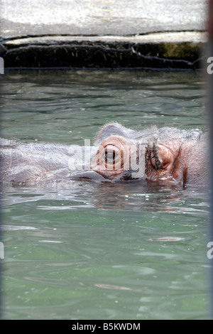 Hippopotamus in Asahiyama Zoo Hokkaido Japan Stock Photo