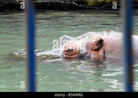 Hippopotamus in Asahiyama Zoo Hokkaido Japan Stock Photo