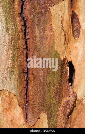 River Red Gum (Eucalyptus camaldulesis) bark close up Arboretum Kalgoorlie Western Australia September Stock Photo