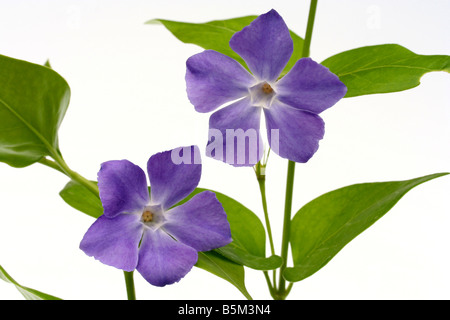 Greater periwinkle Vinca major Stock Photo