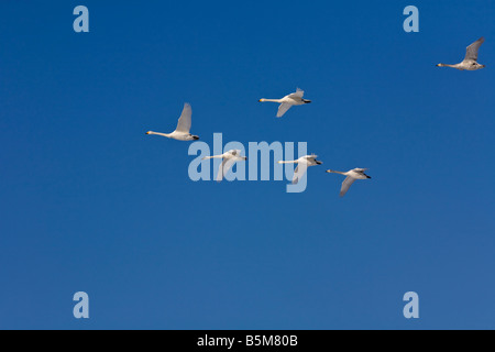 Hokkaido Japan Whooper Swans Cygnus cygnus flying in a vee formation over Lake Kussharo Akan National Park Stock Photo