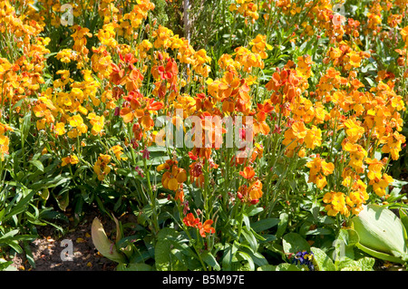 Cheiranthus allionii wallflower Stock Photo