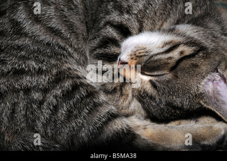 A tabby kitten asleep Stock Photo