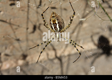 Banded garden spider (Argiope Trifasciata), Arizona, USA Stock Photo