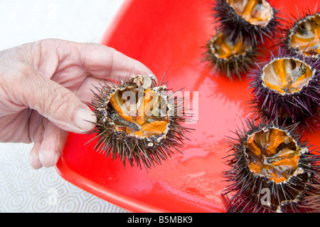 Hand holding sea urchin up close. Stock Photo