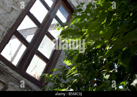 Sun light through window of abandoned house without roof falling on the green tree outside. Stock Photo