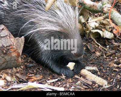 porcupine eating Stock Photo