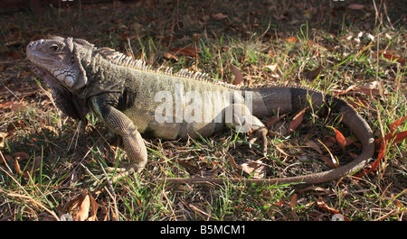 USA. Stock photo of a green iguana. Stock Photo