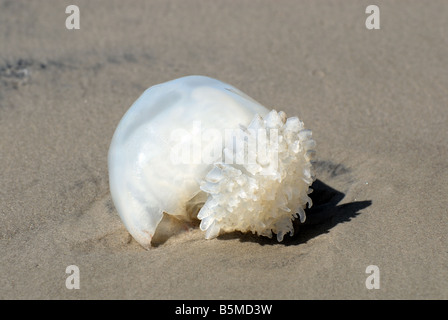 Jellyfish on the beach of Padre Island, south Texas USA Stock Photo