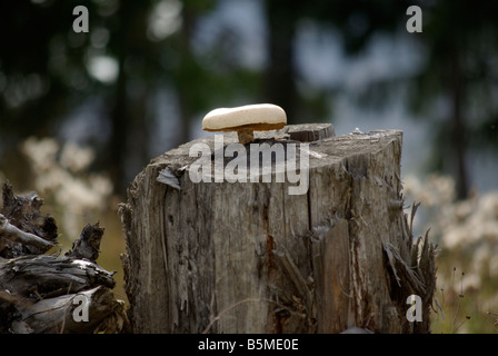 stump mushroom growing on a dead tree  champignon de souche Stock Photo