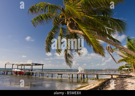 CAYE CAULKER BELIZE Wooden dock and palm tree on beach Stock Photo