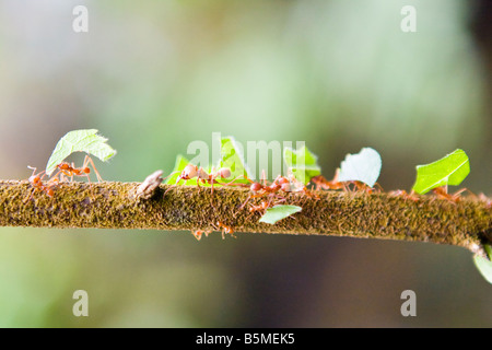 Leaf cutter ants carrying pieces of leaves along a thin tree branch Stock Photo