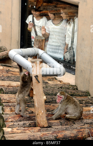 Japanese Monkeys In Asahiyama Zoo Hokkaido Japan Stock Photo - Alamy