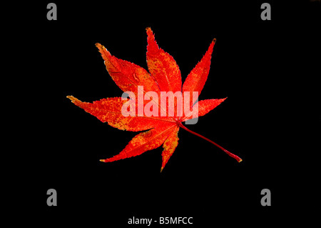 Leaf from Acer tree on black background. Stock Photo