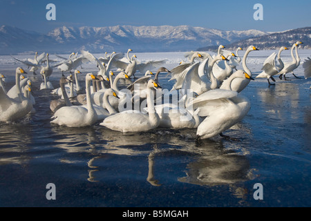 Hokkaido Japan Herd of Whooper Swans Cygnus cygnus gathered in open water on frozen Lake Kussharo Akan National Park Stock Photo