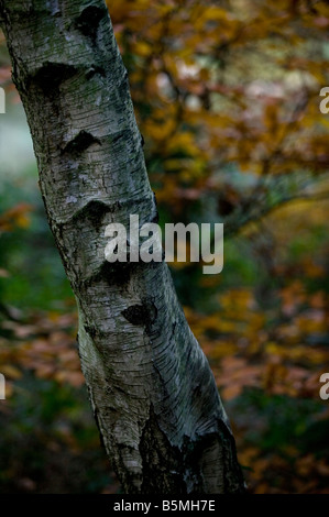 Silver Birch tree trunk in Autumn Stock Photo