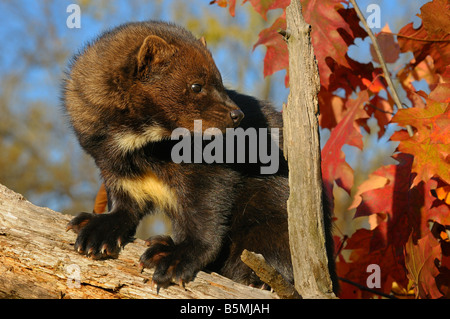 North American Marten or Fisher looking back showing chest markings while climbing a stump with red oak leaves in the Fall Pekania pennanti Minnesota Stock Photo