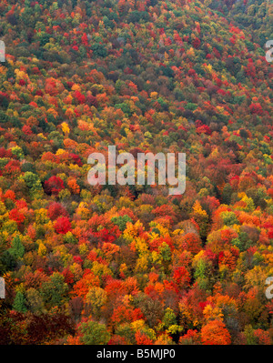 Autumn forest Worlds End State Park Pennsylvania Stock Photo