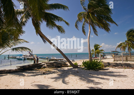 CAYE CAULKER, BELIZE - waterfront beach and palm trees. Stock Photo