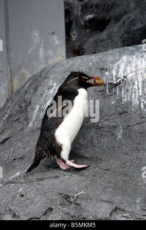 その他 [penguin] Indie Retro News: Penguin Attack - A great Arcade game released by