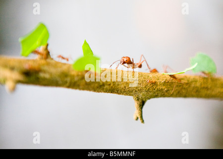 Leaf cutter ants carrying pieces of leaves along a thin tree branch Stock Photo