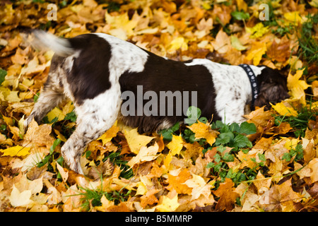 Hunting dog with head in ground.  Autumn leaves, golden colour.  Springer spaniel hunting in English countryside. Stock Photo