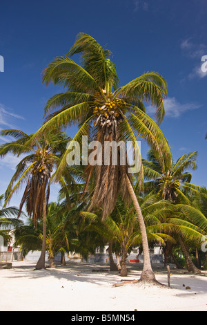CAYE CAULKER BELIZE Coconut palm tree on the beach Stock Photo