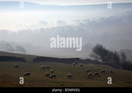 Beautiful landscape scene of Peak District Sheep in low lying early morning mist Stock Photo