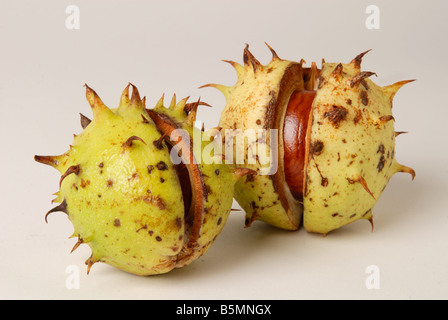 2 conkers in shells horse chestnuts autumn nuts seeds opened Stock ...