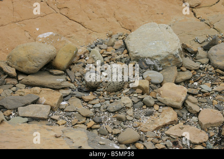 Oystercatcher eggs, Haematopus ostralegus, in a ground nest on a stony beach Stock Photo