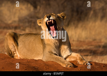 Lioness yawning,Etosha National Park,Namibia,Africa Stock Photo
