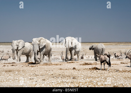 Elephants and Oryx during the dry season in Etosha National Park, Namibia Stock Photo