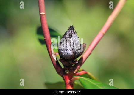 RHODODENDRON BUD BLAST Pycnostysanus azaleae CLOSE UP OF INFECTED BUD SHOWING CONIDIA Stock Photo