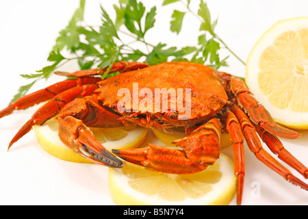 Crab Stock Photo