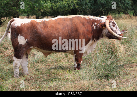 ENGLISH LONGHORN BULL STANDING IN MEADOW Stock Photo