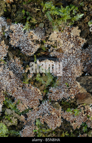 Nectria peziza fungi, Wales, UK Stock Photo - Alamy