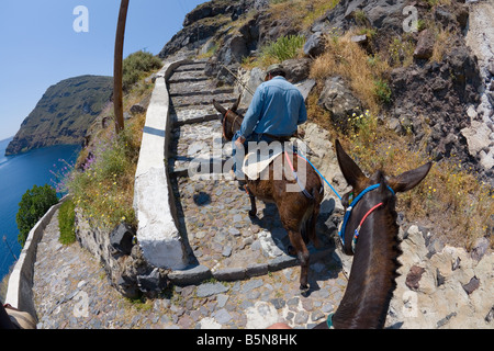 Riding a donkey up to Therasia's town Manolas, Santorini island group Stock Photo