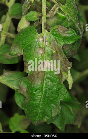 TOMATO BLIGHT Phytophthora infestans CLOSE UP OF INFECTED LEAF Stock Photo