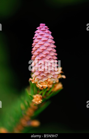 Fresh fir cone on a branch Stock Photo