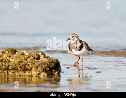 The ruddy turnstone, Arenaria interpres, is a small wading highly migratory bird. Stock Photo