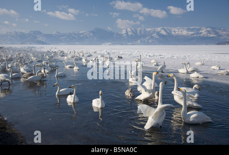 Hokkaido Japan Herd of Whooper Swans Cygnus cygnus gathered in open water on frozen Lake Kussharo Akan National Park Stock Photo