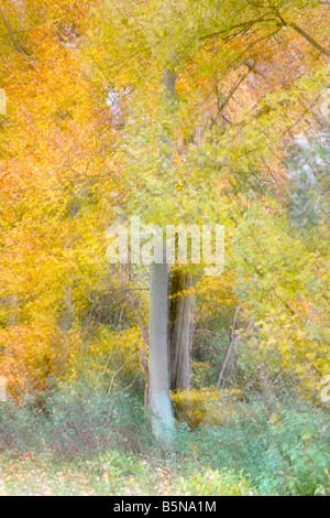 Abstract Tree at Autumn Stock Photo