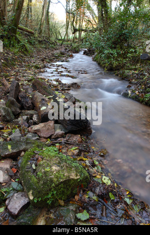 Spring water flowing down the Mendip Hills in autumn at Biddle Combe wood near South Horrington Wells Somerset Stock Photo